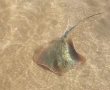 טריגון אטלנטי ממשפחת חתולי הים תועד בחוף לידו (וידאו)
