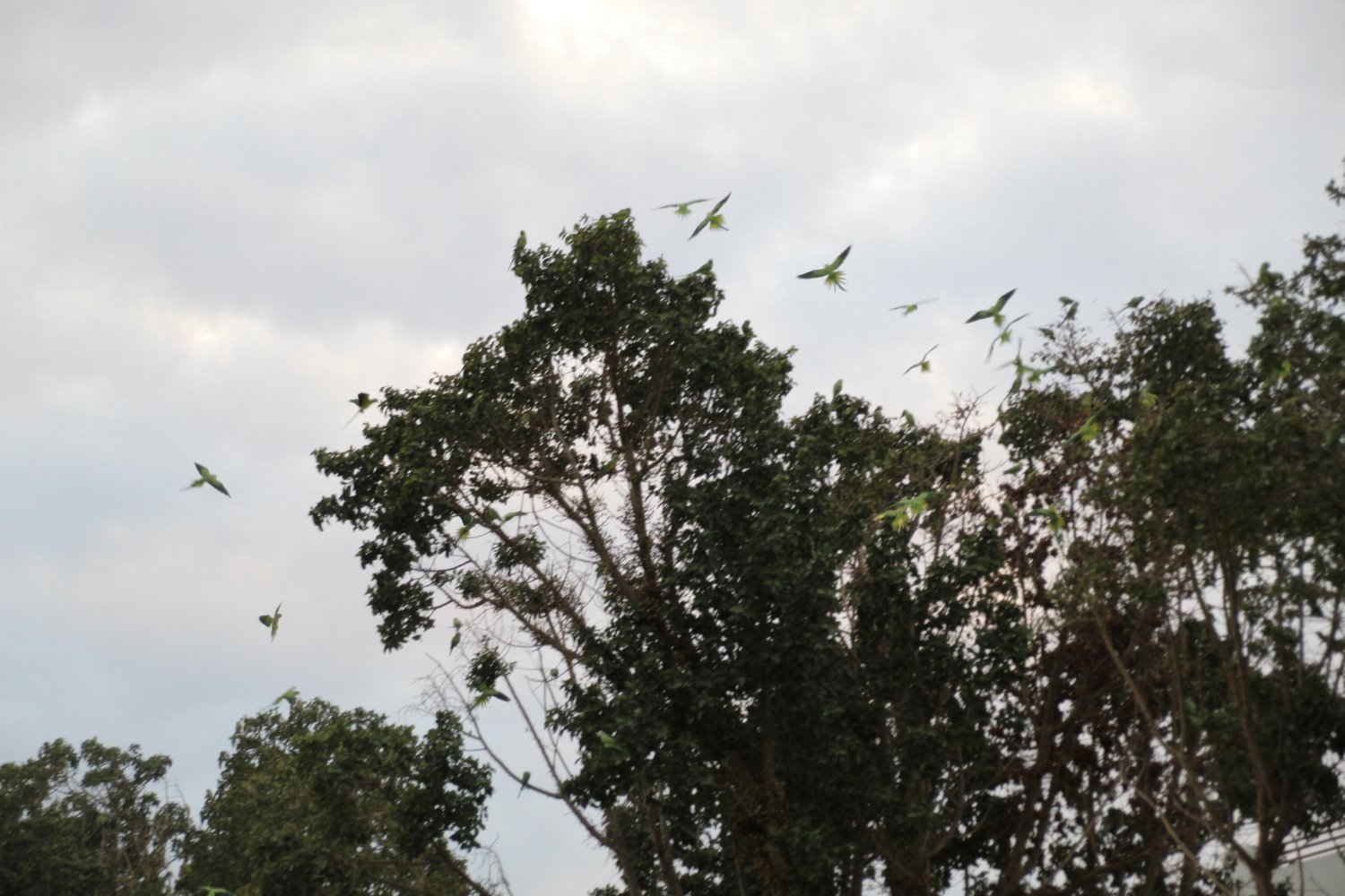 תוכי דררה משתלטים על צמרות העצים באשדוד | צילום: שמואל סרדינס