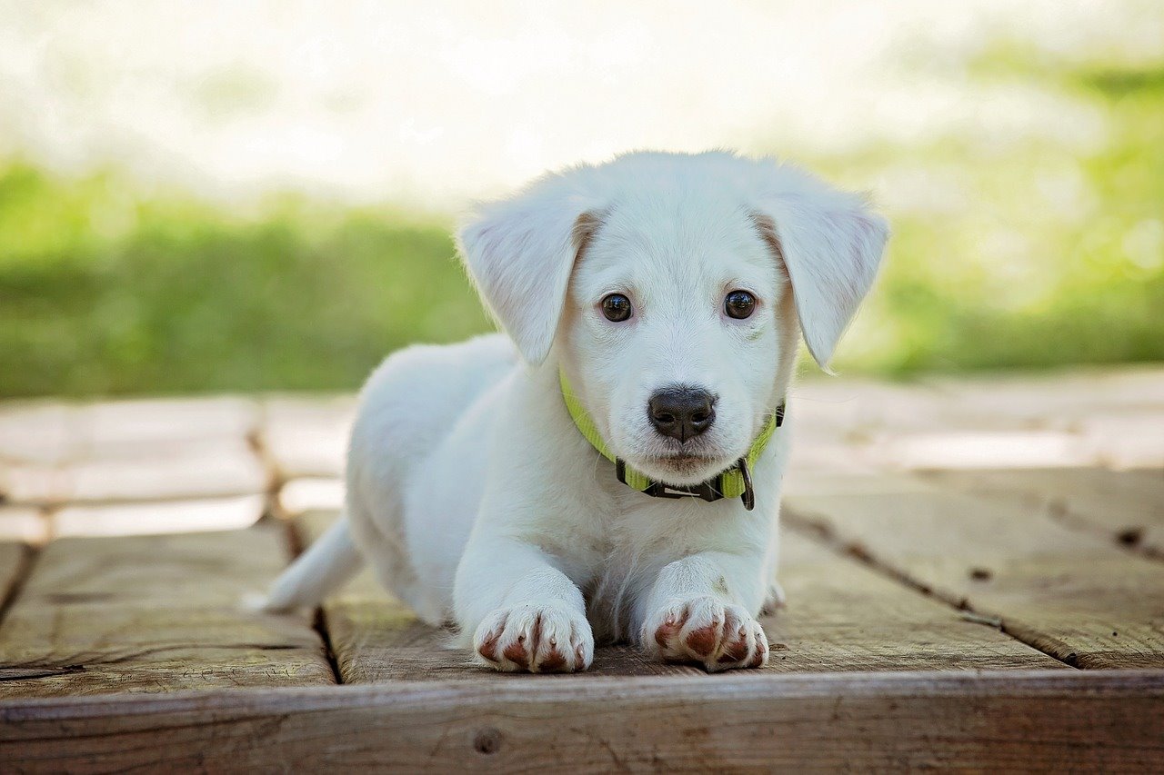 גור כלבים | המחשה: pixabay