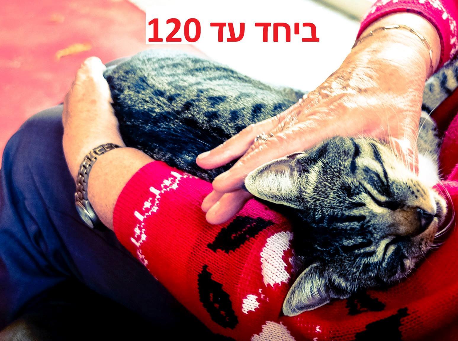 מתוך עמוד הפייסבוק של נח - ההתאחדות הישראלית של הארגונים להגנת בעלי החיים