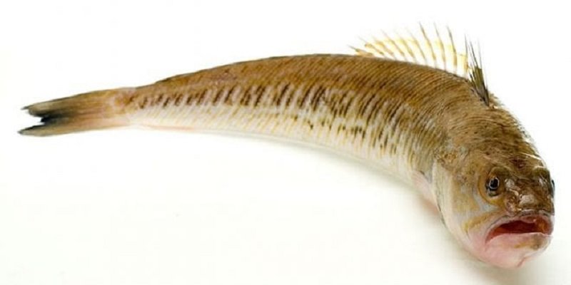 דג נסראללה