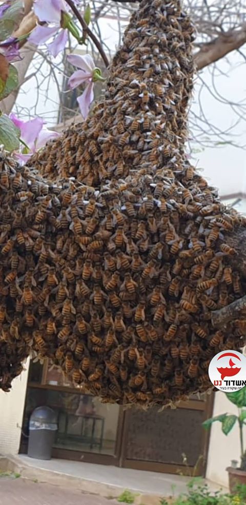 נחיל הדבורים לפני שנקטל (צילום: דימה טפליאקוב)