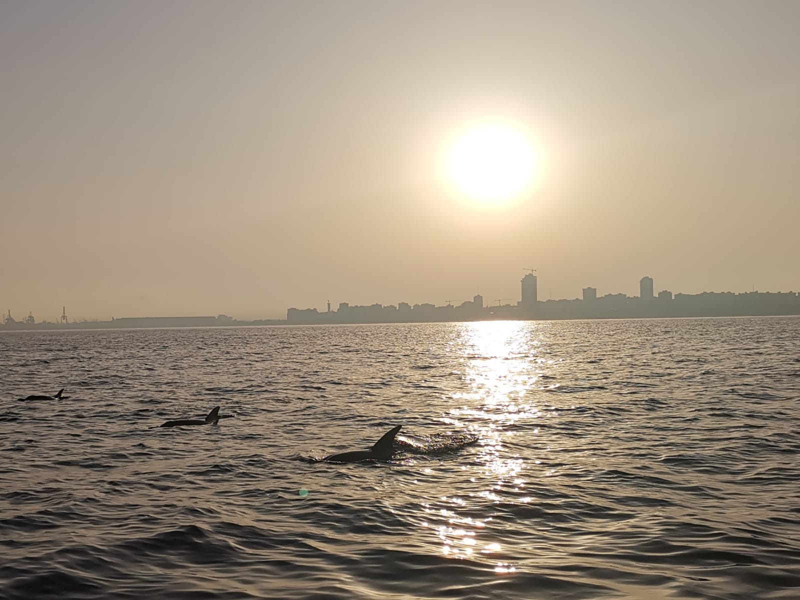להקת דולפינים מול חוף אשדוד