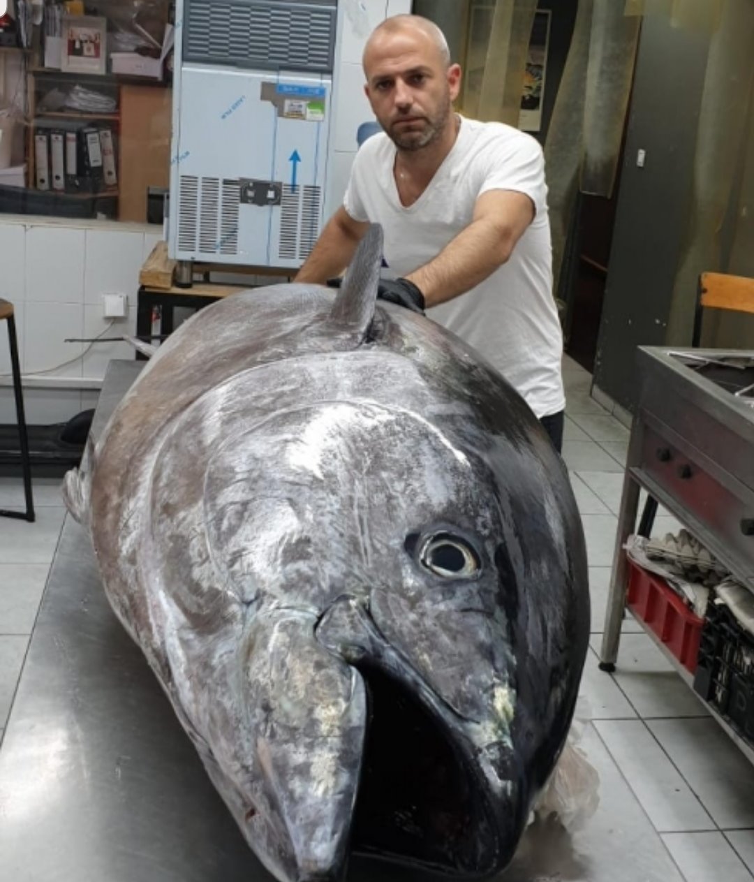 אלכסנדר כהן: ודג הטונה הענקי