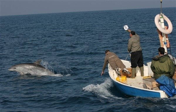 יום בחייו של חוקר ימי | מרכז הדולפין והים