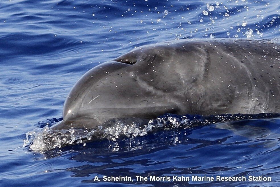 הדולפין הפצוע. צילום: ד"ר אביעד שיינין, תחנת מוריס קהאן לחקר הים