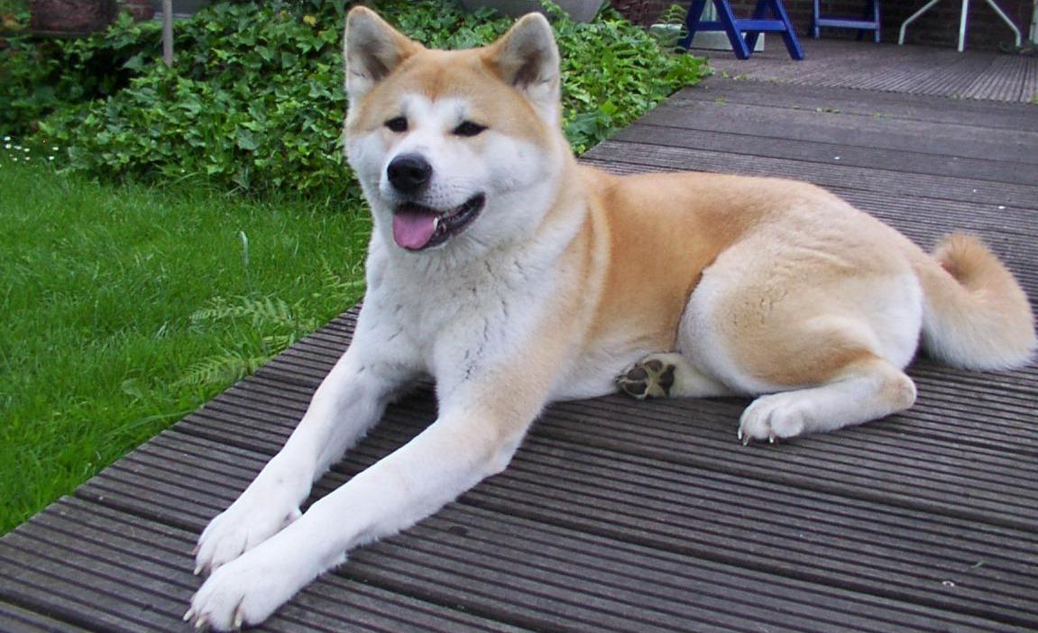 כלב מסוג "אקיטה". צילום להמחשה בלבד (מתוך ויקיפדיה)
