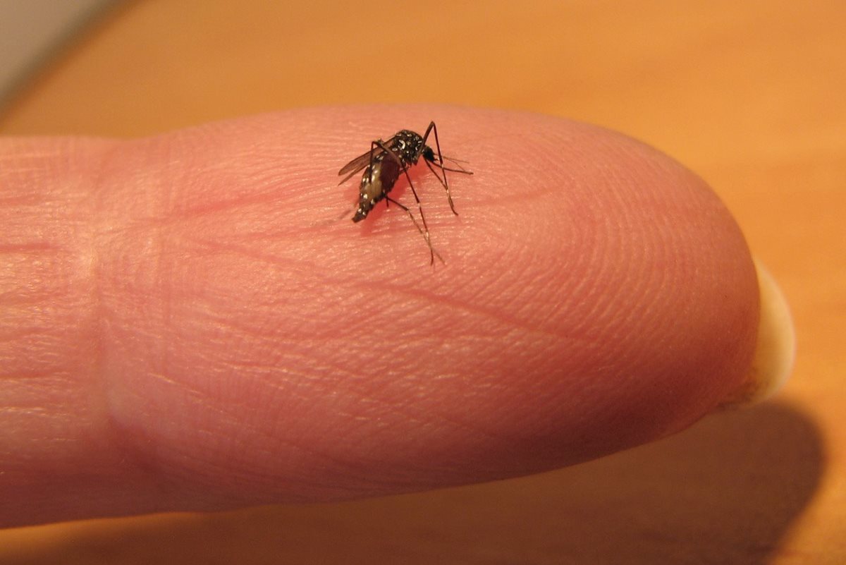 יתוש הטיגריס האסייתי (צילום: עידו שקדי)