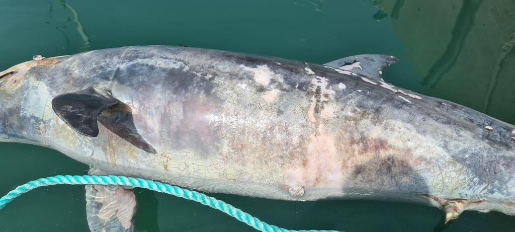 גופת הדולפין שנמצאה הבוקר בנמל. צילום: ד"ר אביעד שיינין