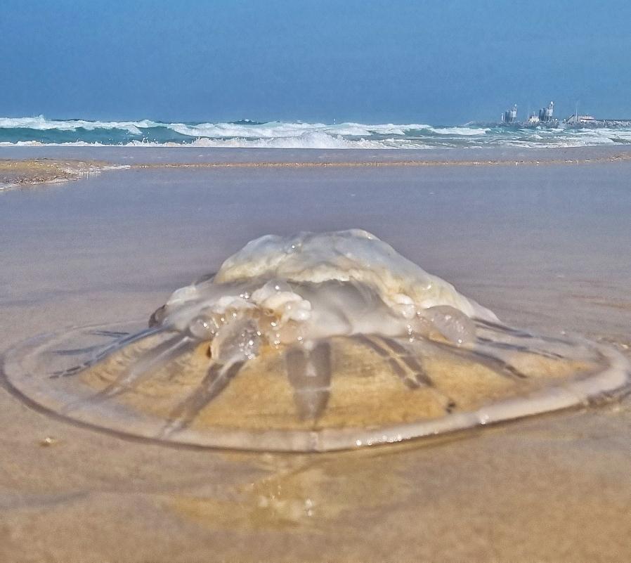 צילום אביבית ועקנין