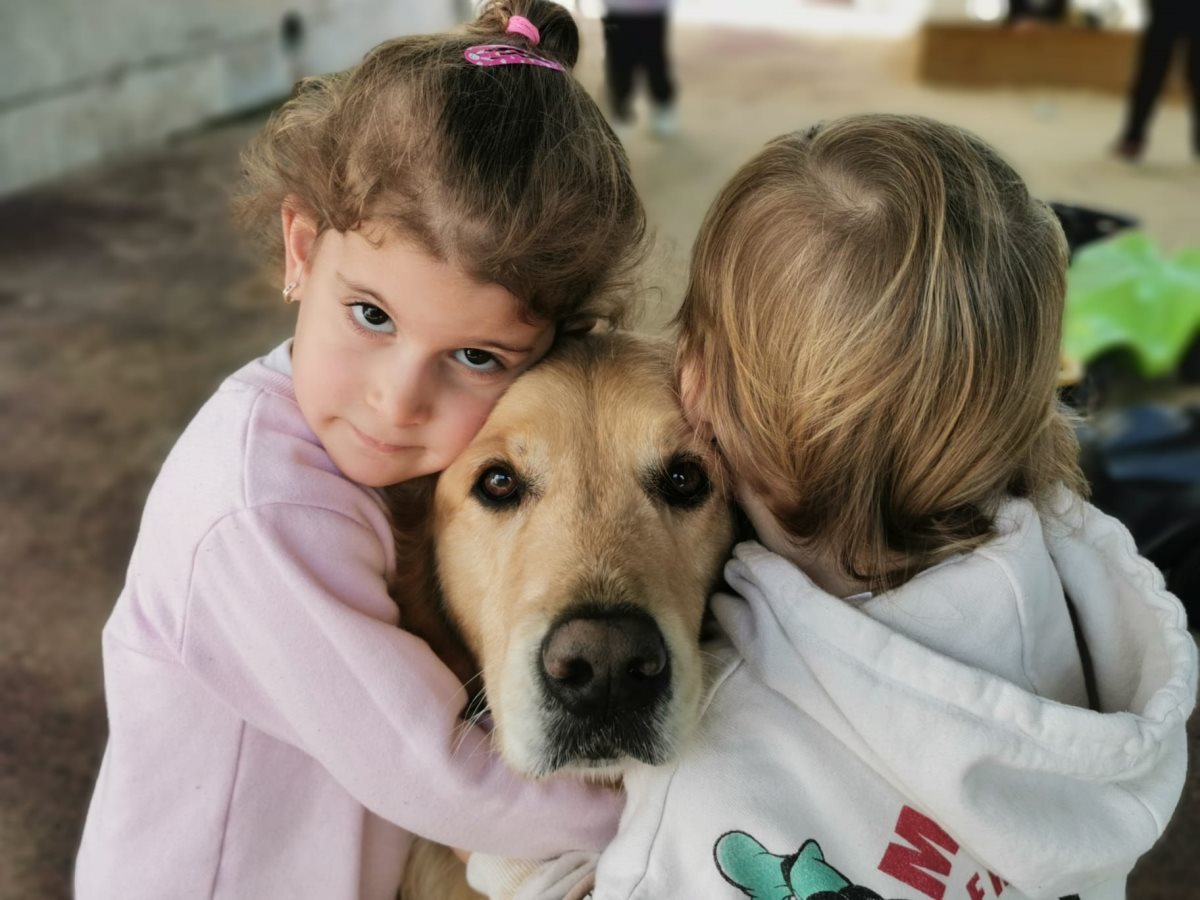 אדי- כלב מגזע גולדן רטריבר עם חברים
