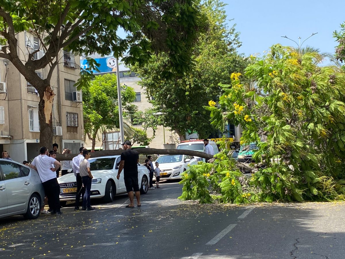 צילום: עופר אשטוקר