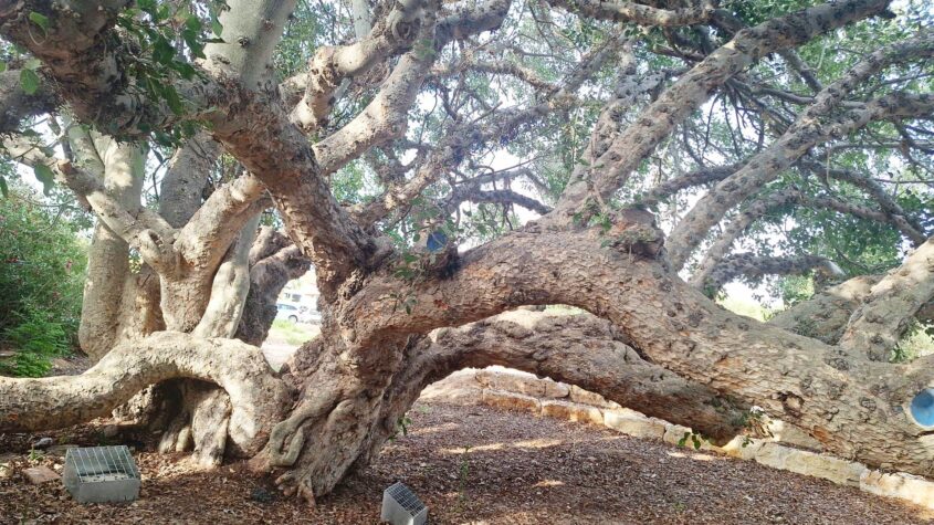 צילום אלי יזראעלי