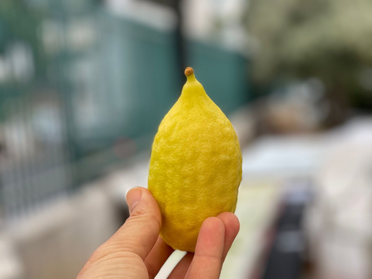 שוק ארבעת המינים