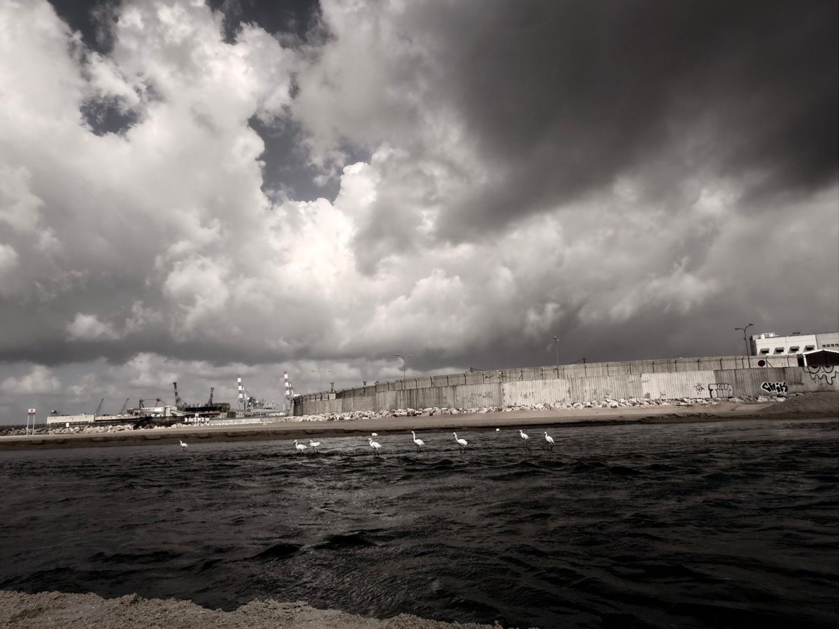 צילום: שמוליק דוד 