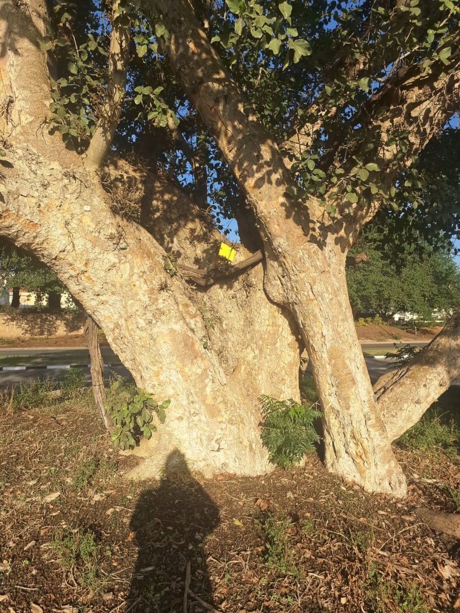 צילום: דוברות מ.ס אשדוד