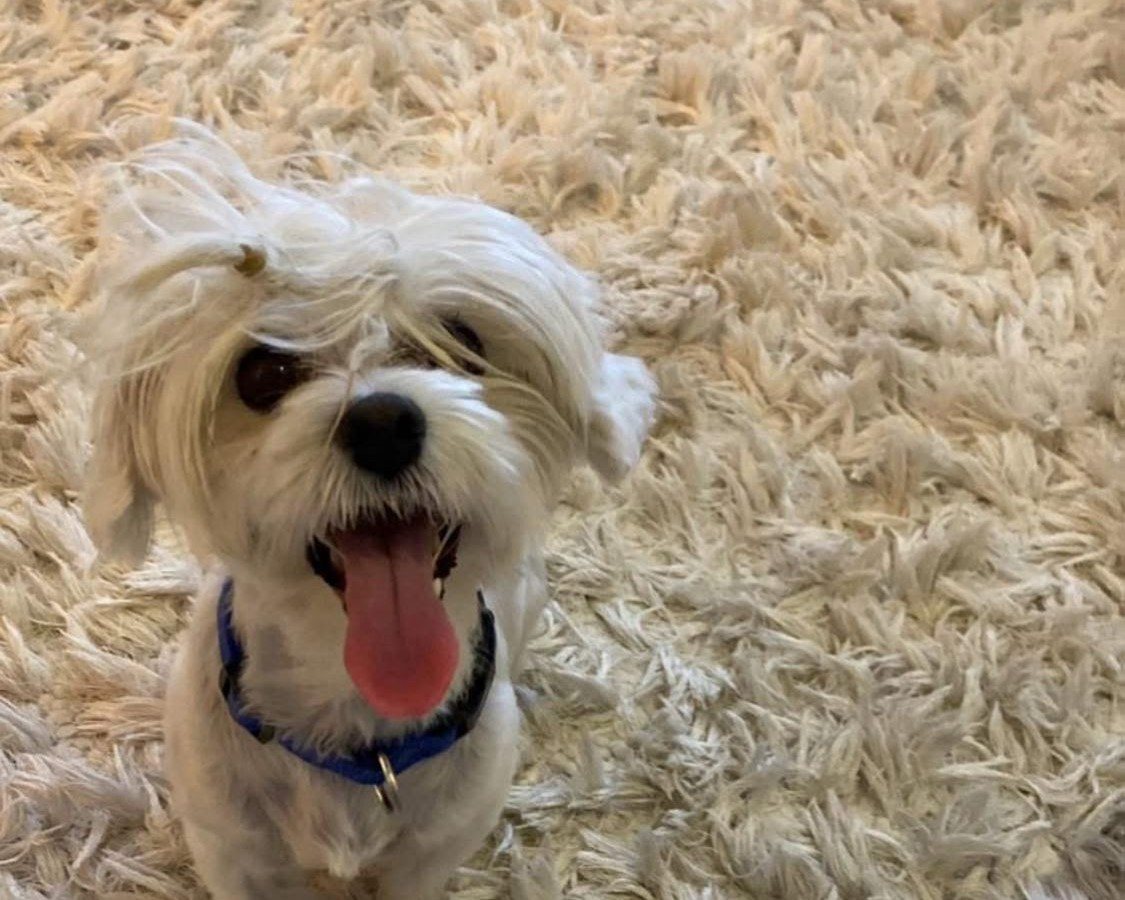 בל הכלבה שהלכה לאיבוד