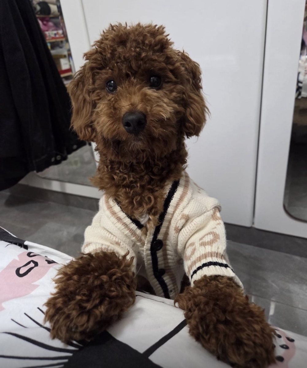 הכלב אוליבר - הצליח לחמוק מהבית, נלקח ונעלם