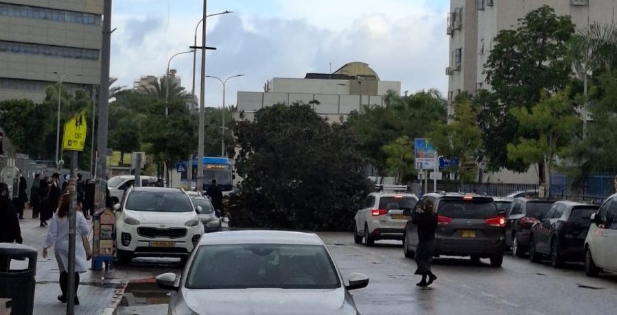 העץ שקרס ברובע ז'