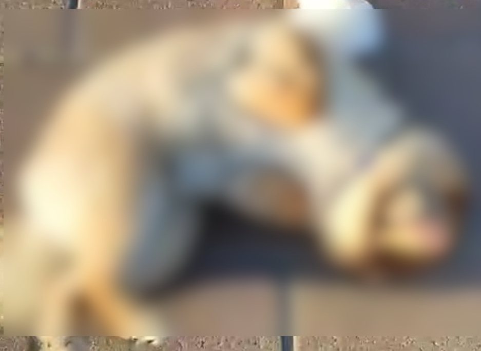 כואב הלב - הכלב מת לאחר התקיפה האכזרית