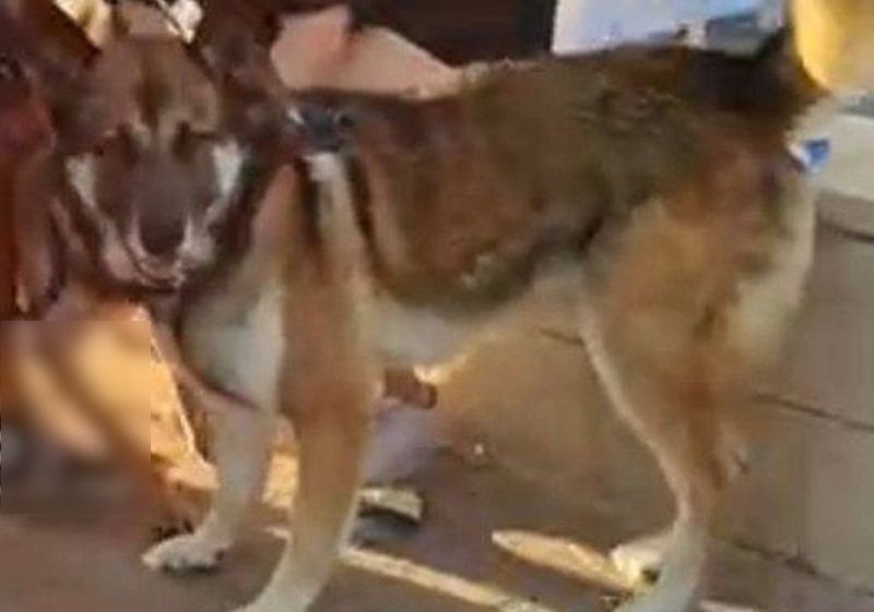 אחד הכלבים שהיו מעורבים בתקיפה (צילום מהפוסט שעלה ברשת)