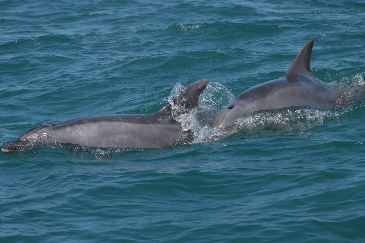 הדולפינים המאוהבים