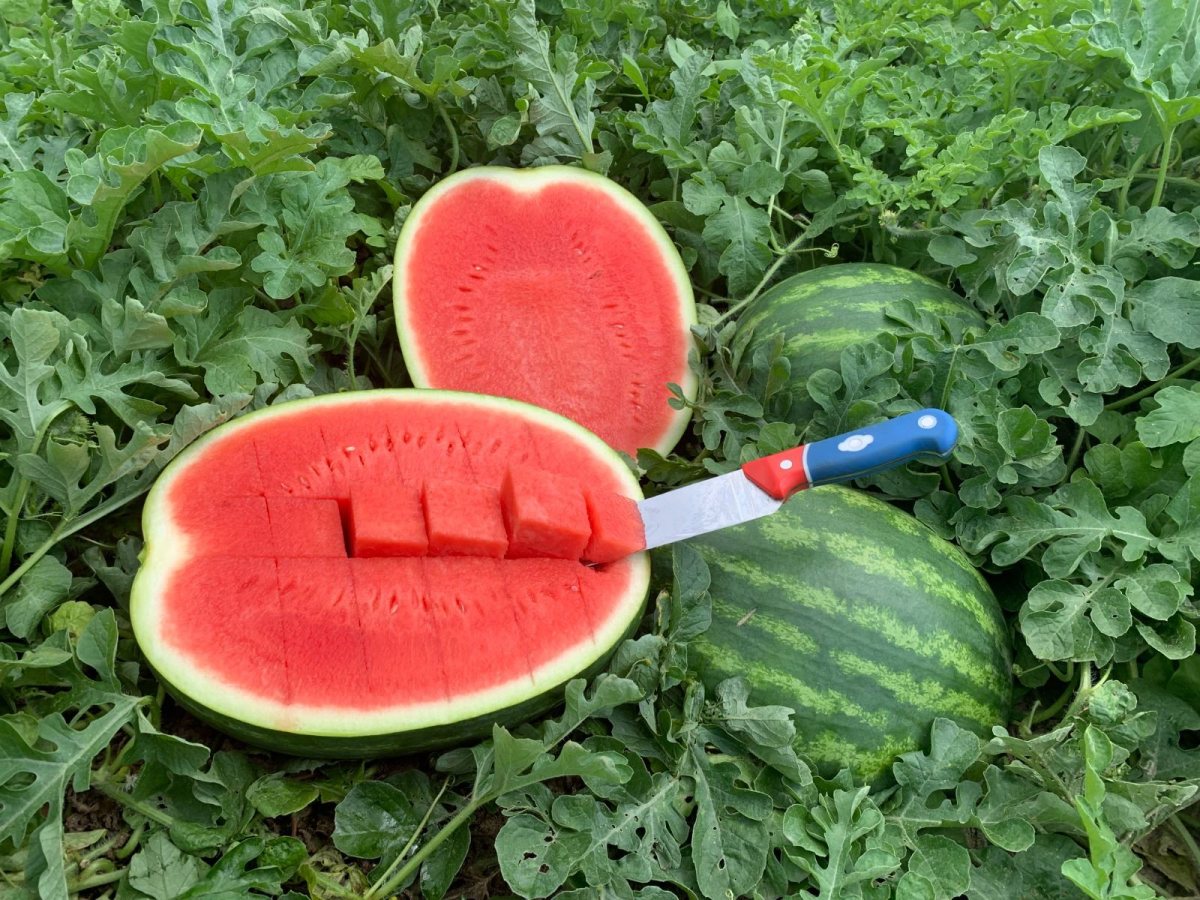 אבטיח ואלוך, יחצ