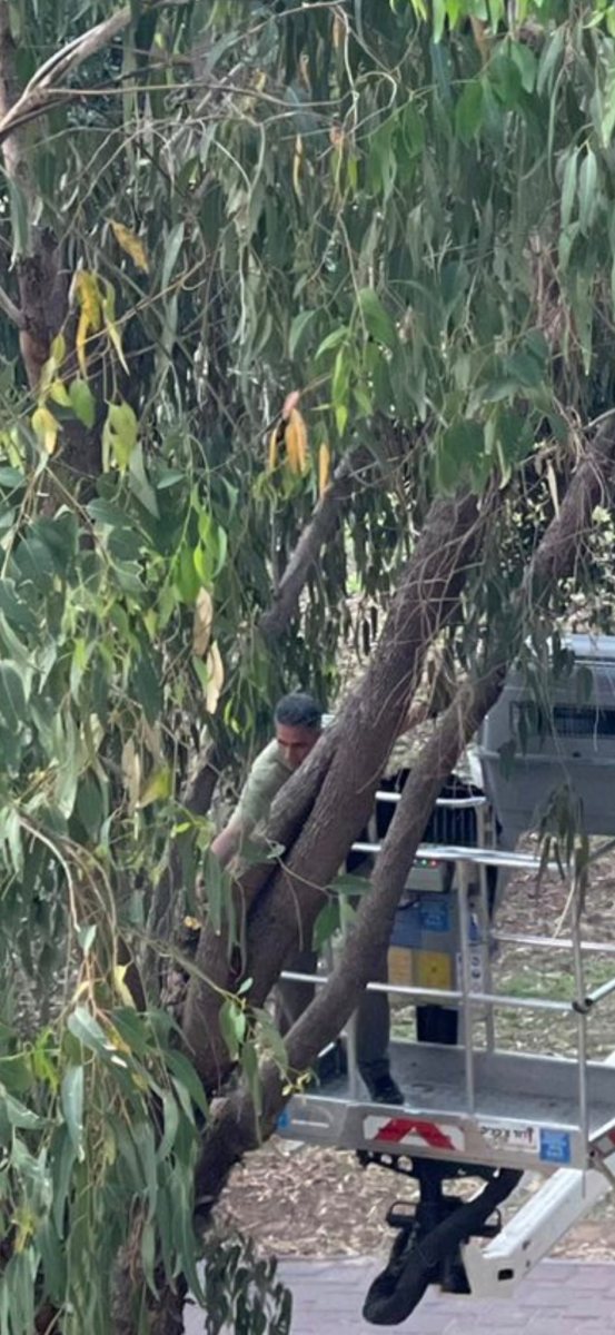 הקוף באשדוד