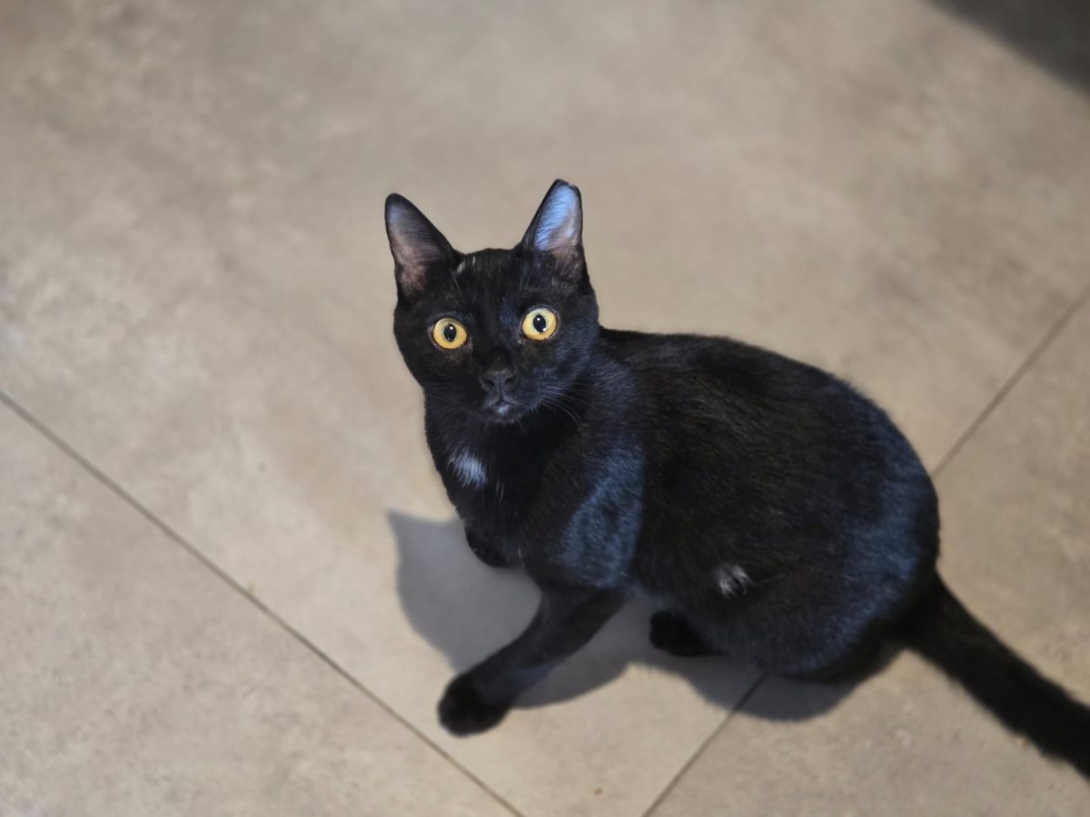 עמותת בשביל בעלי החיים מציינת את יום החתול השחור הבינלאומי - צילום יחצ  (3)
