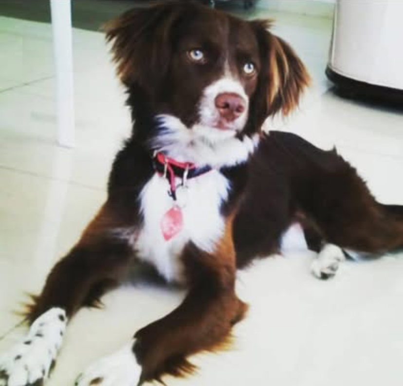 מילקי - לפני הדריסה (מהאינסטגרם של בעליו)