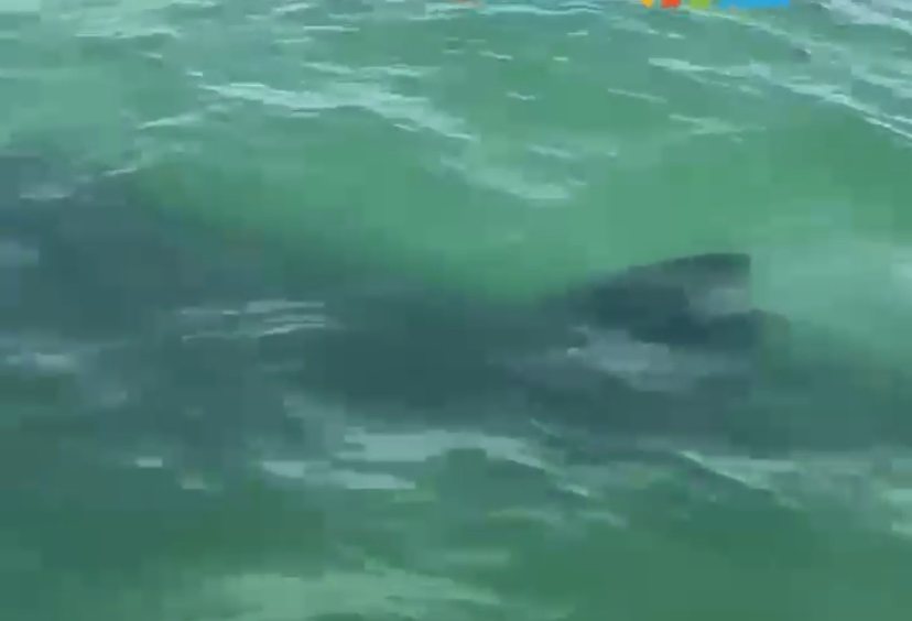 הכריש בחוף אשדוד