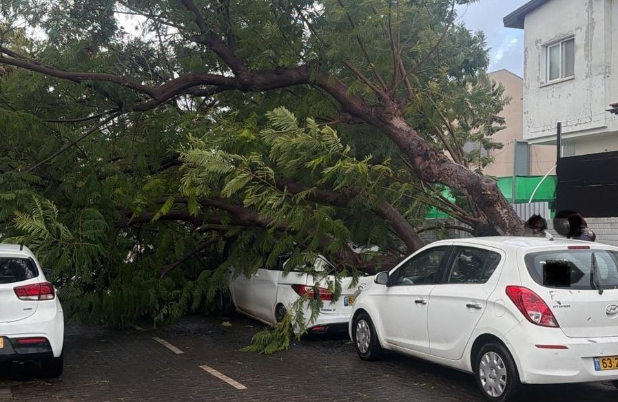 קריסת עץ ברחוב הריף באשדוד