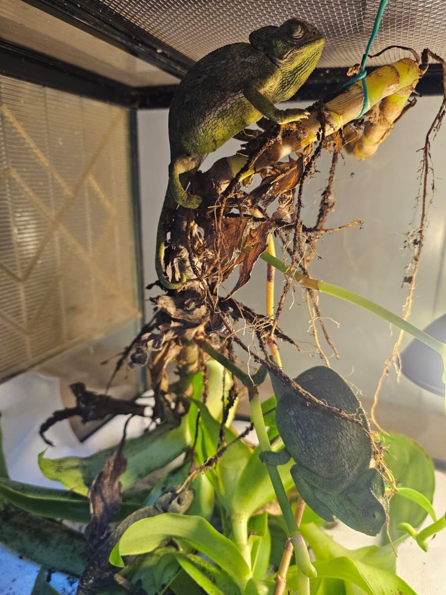 שפך נחל לכיש