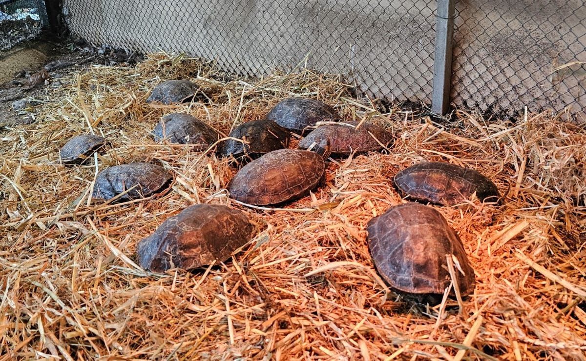 שפך נחל לכיש