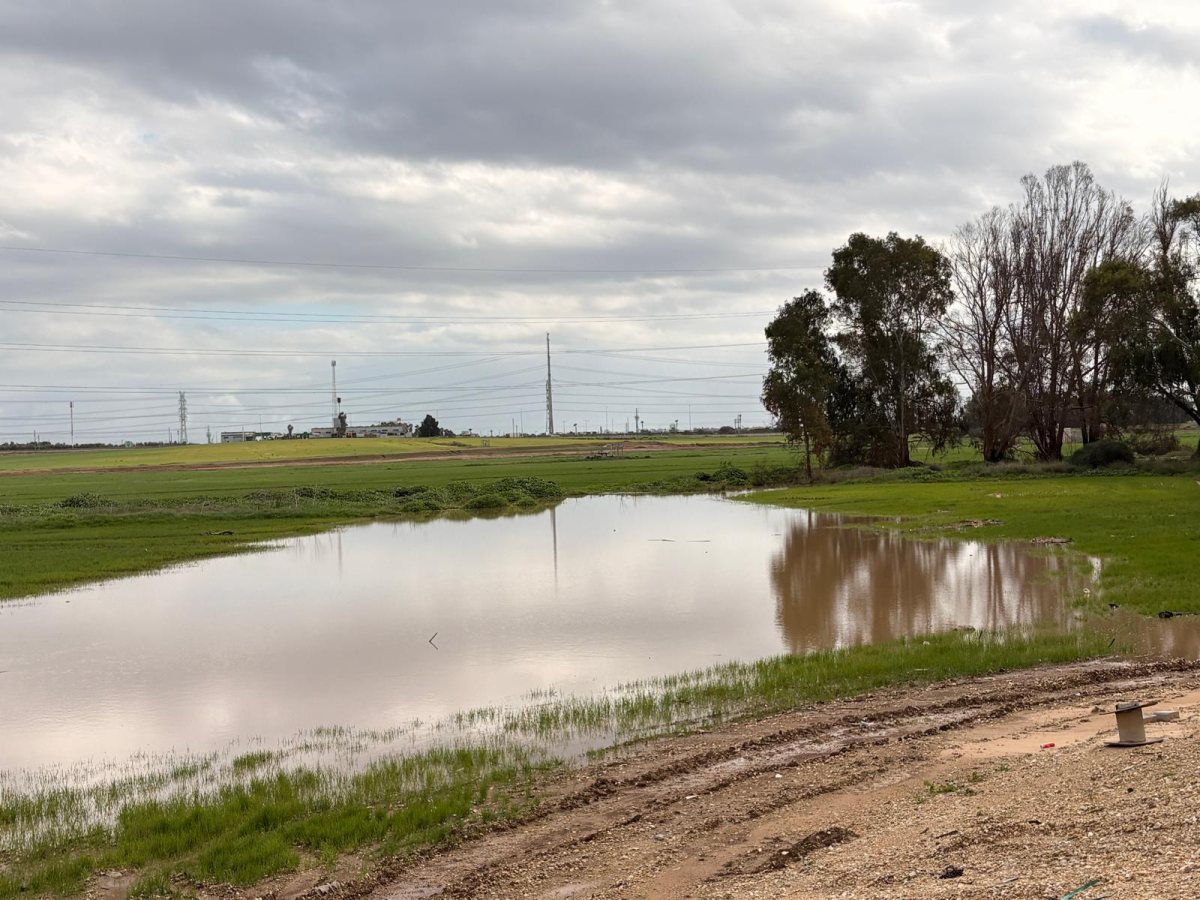 שלולית חורף בסמוך לחניון אלתא באשדוד (אשדוד נט)