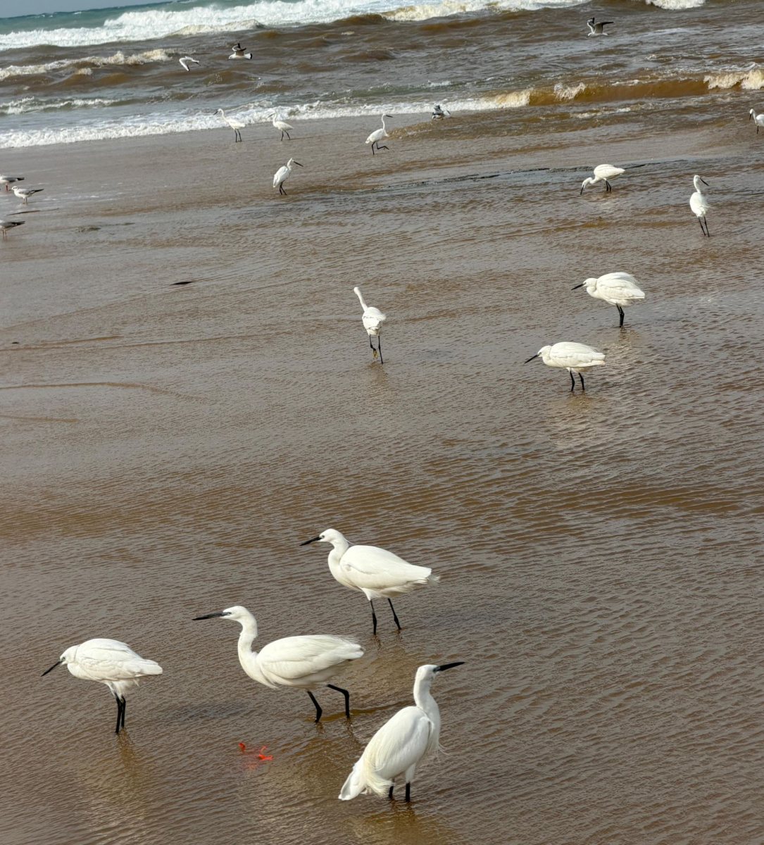 שפך נחל לכיש לים (צילום: עמירם בן זקן)