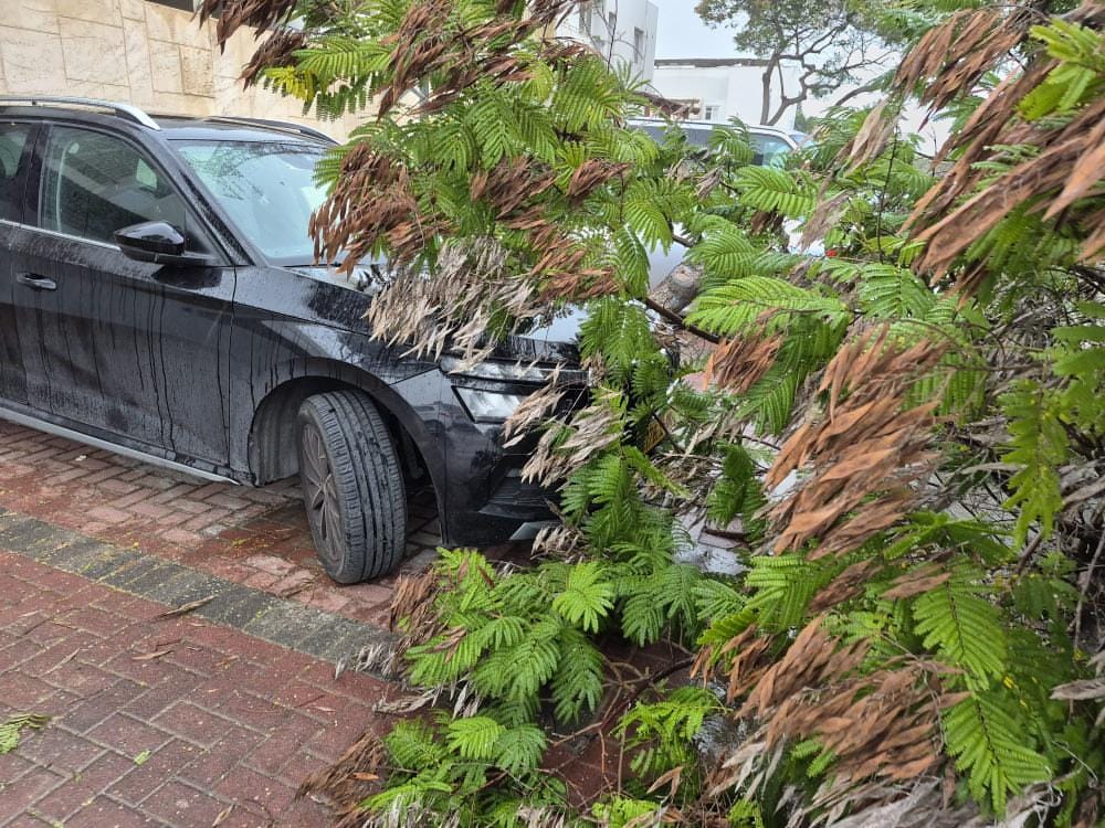 קריסת עץ ברובע י' (עינב אמיתי ישראלי)