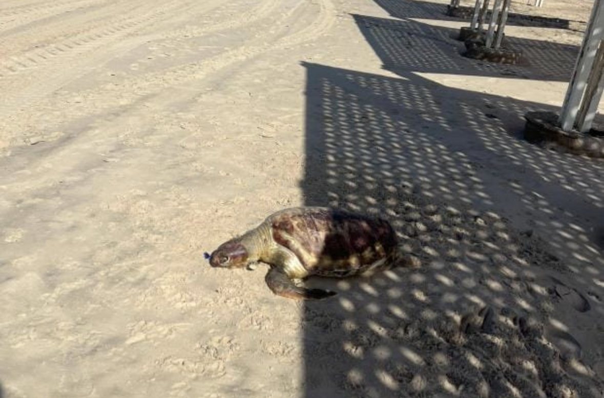 צב ים אותר מת בחוף לידו (צילום: ילנה)