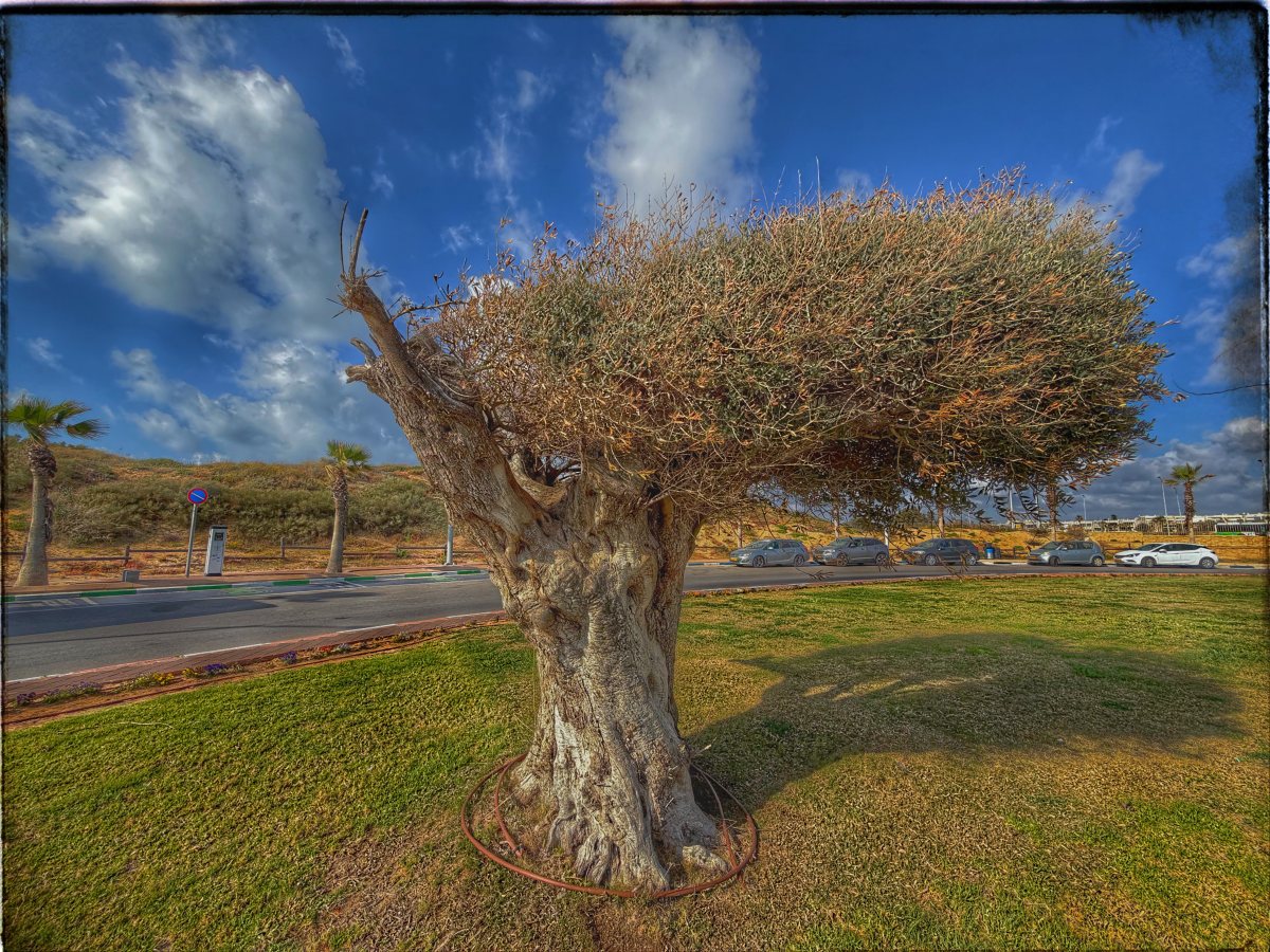 תמונת היום .צילום אורי קריספין