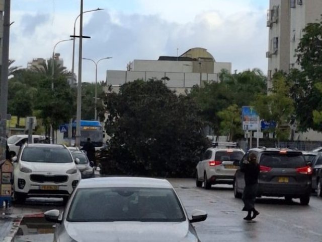 העץ שקרס ברובע ז'