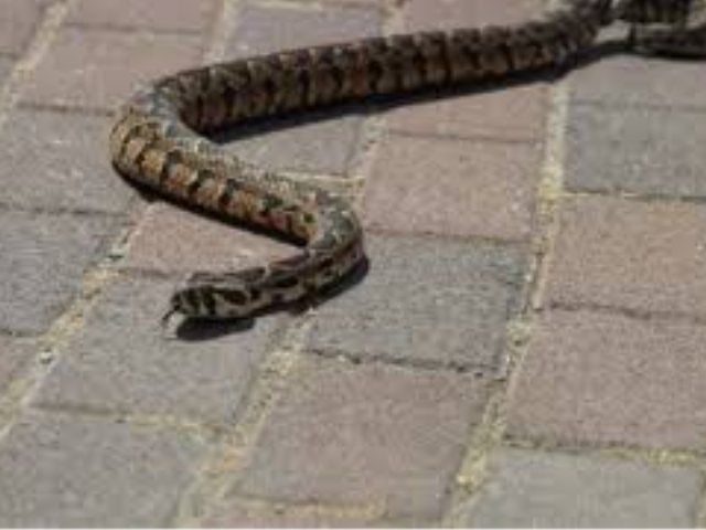 צילום: ארכיון