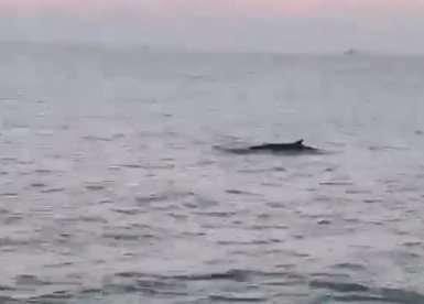 לוויתן סמוך לאשדוד - רשות הטבע והגנים