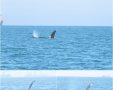 לוויתן קטלן בחופי ישראל(מנור גורי, רשות הטבע והגנים)