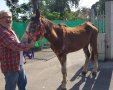 הסוס נלקח לשיקום (צילום באדיבות עיריית אשדוד)
