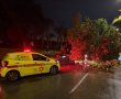 עץ נוסף קרס הלילה על כביש באשדוד