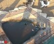 תמונות קשות: אווזים בפארק אתגרים באשדוד "נהנים" מבריכת מים בעומק סנטימטר אחד