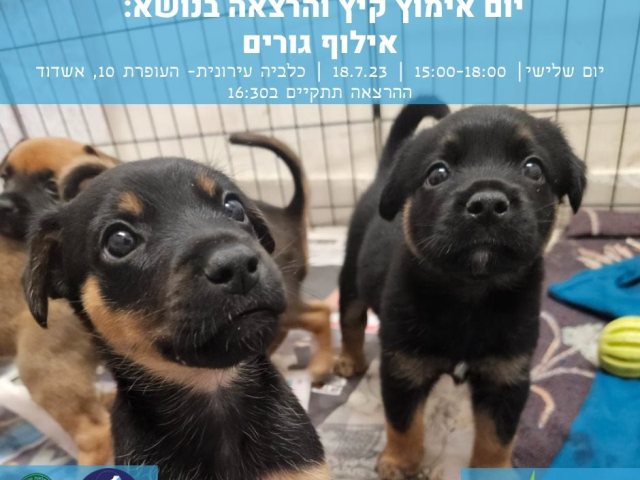 יום אימוץ כלבים באשדוד
