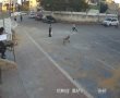 במהלך השבת: כלב תועד תוקף חבורת ילדים בשכונה חרדית באשדוד (וידאו)