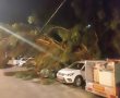 עץ קרס על מכוניות וכבל חשמל ברחוב המעפילים