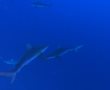 לשחות עם כרישים: צפו בתיעוד המרהיב מול חופי אשדוד (וידאו)